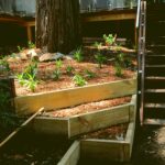 Retaining walls and landscape works near large native tree