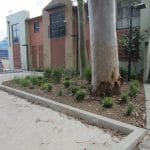 trees close to buildings