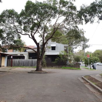 Urban trees and their complicated lives