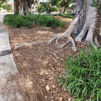 Gather and review information on trees