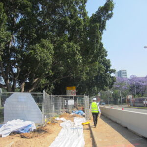 Project Arborist can help you protect urban trees on development sites